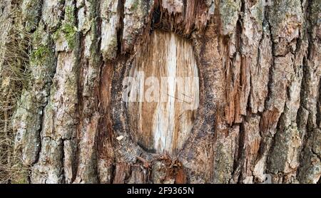 Very old tree bark texture background Stock Photo