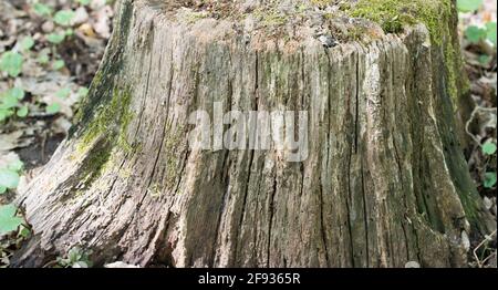 Surface of a cut stump from tree. Old wood trunk background Stock Photo