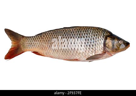 Freshly caught raw river carp fish isolated on white background. Stock Photo