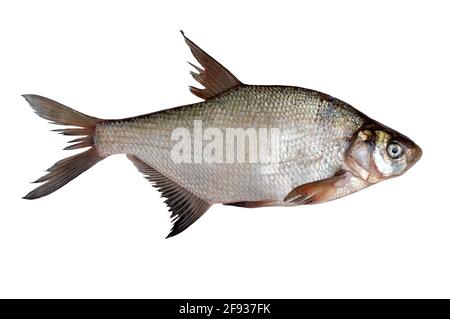 Freshly caught raw river bream fish isolated on white background. Stock Photo