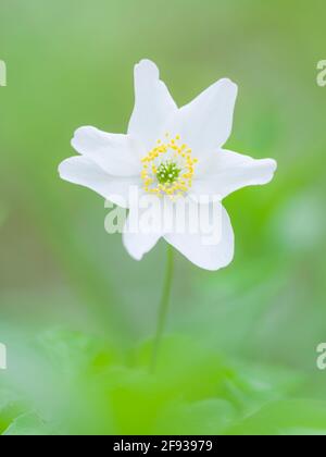 A close-up of a Wood Anemone (Anemone nemorosa) flower in a woodland in spring in the south west of England. Also known as Smell Fox, Thimbleweed or Windflower. Stock Photo