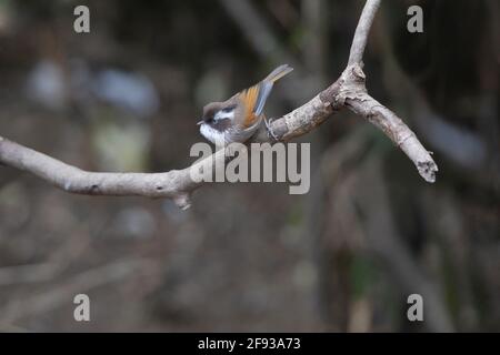 White browed Fulvetta, Fulvetta vinipectus, Nepal Stock Photo