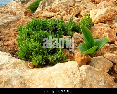 plants in wild nature on Comino island, Malta Stock Photo