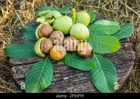 A handful of green young walnuts on a wooden background Nuts with shell and walnuts in green peel. Stock Photo