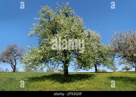 Large blooming pear tree in an idyllic orchard Stock Photo