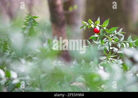 wild ruscus aculeatus red and green Stock Photo