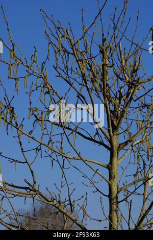 black poplar tree in early spring with long hanging catkins Stock Photo