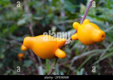 Pig's ears, Nipplefruit, Apple of Sodom, Solanum mammosum, Bali, Indonesia Stock Photo