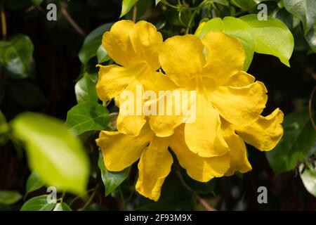 Cats claw creeper, funnel creeper, or cat's claw trumpet is a rapidly growing climbing vine, Dolichandra unguis-cati, India Stock Photo