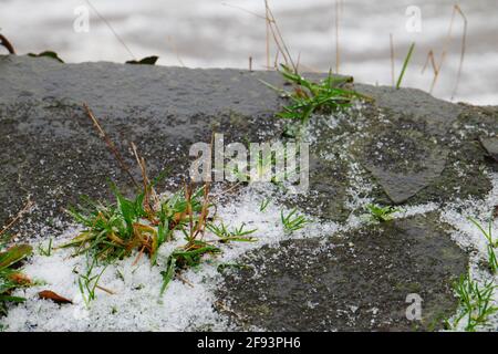 green and brown grass between large stones on a wall with snow Stock Photo