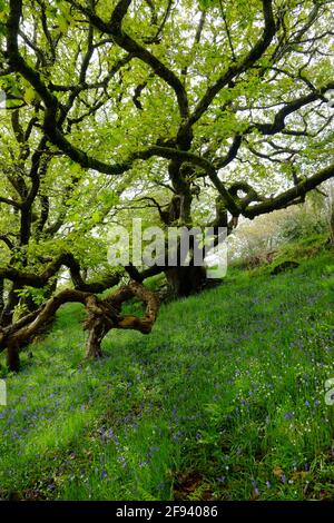 A woodland covered in bluebell flowers and small oak trees Stock Photo
