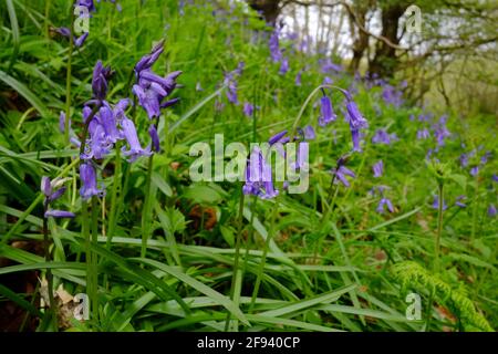 A woodland covered in bluebell flowers and small oak trees Stock Photo