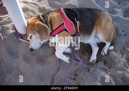 old Beagle dog sleeping on the sand of the beach Stock Photo