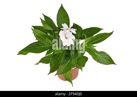 Perennial flowering 'Impatiens Neuguinea' plant with white blooming flowers in flower pot isolated on white background Stock Photo