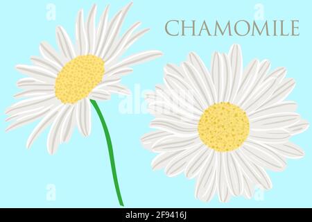Chamomile close up. Vector, white flowers. Wildflowers or garden flowers with white petals.Freehand drawing. Stock Vector