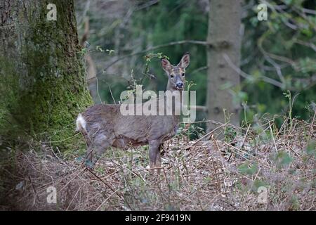Female Roe Deer Forest of Dean Stock Photo