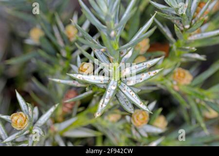 Juniper scale (Carulaspis juniperi ) on juniper (Juniperus spp. ). It is a dangerous and common pest of junipers in gardens. Stock Photo