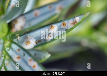 Juniper scale (Carulaspis juniperi ) on juniper (Juniperus spp. ). It is a dangerous and common pest of junipers in gardens. Stock Photo