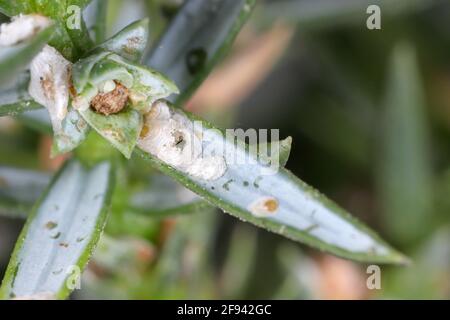 Juniper scale (Carulaspis juniperi ) on juniper (Juniperus spp. ). It is a dangerous and common pest of junipers in gardens. Stock Photo