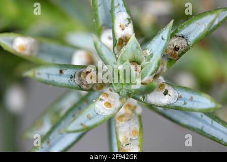 Juniper scale (Carulaspis juniperi ) on juniper (Juniperus spp. ). It is a dangerous and common pest of junipers in gardens. Stock Photo