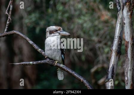 Laughing kookaburra (Dacelo novaeguineae) perched on a branch, Lake Cootharaba, Great Sandy National Park, Queensland, Australia Stock Photo