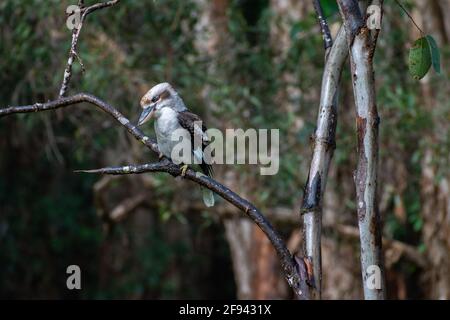 Laughing kookaburra (Dacelo novaeguineae) perched on a branch, Lake Cootharaba, Great Sandy National Park, Queensland, Australia Stock Photo