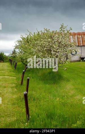 Springtime flowering old apple tree in a farm landscape. Stock Photo