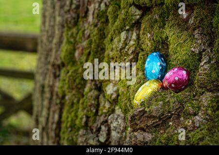 Three small Easter eggs hidden in a spring garden ready to be found. Brightly coloured foil covered chocolate eggs perched on a tree in the garden. Stock Photo