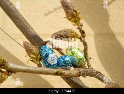 Small Easter eggs hidden in a spring garden ready to be found. Brightly coloured foil covered chocolate eggs perched in plants around the garden. Stock Photo