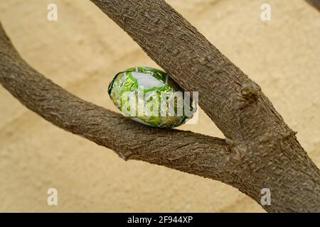 Small green Easter egg hidden in a spring garden ready to be found. Brightly coloured foil covered chocolate eggs perched in plants around the garden. Stock Photo