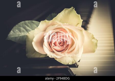 Pale pink rose on a piano keyboard, vintage style Stock Photo