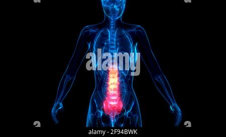 medical 3d illustration, Lumbar, bottom zone of backbone on x-ray human ...