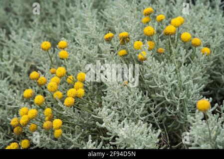 Santolina chamaecyparissus Grey Lavender-Cotton AKA ground cypress. Evergreen perennial. Cotton lavender. Flowering plant in the family Asteraceae. Stock Photo