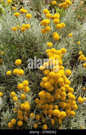 Santolina chamaecyparissus Grey Lavender-Cotton AKA ground cypress. Evergreen perennial. Cotton lavender. Flowering plant in the family Asteraceae. Stock Photo