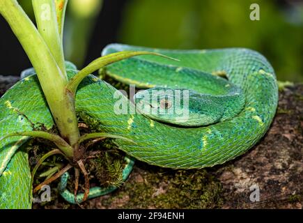 Side-striped palm pitviper snake in the tropical jungles of Costa Rica Stock Photo