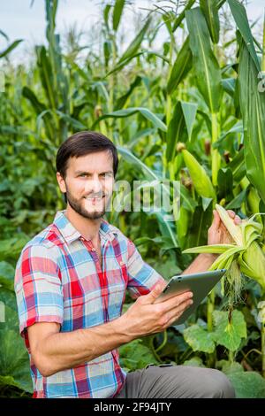 Young attractive man with beard checking corn cobs in field in late summer Stock Photo