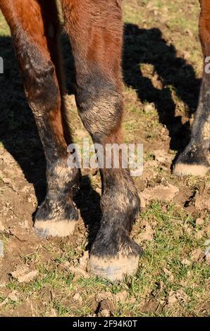 Front hooves and legs of a brown domestic horse (Equus ferus caballus) standing on a pasture in the countryside in Germany, Europe Stock Photo