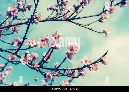 Cherry blossom branches in sunny early spring Stock Photo