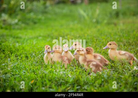 Little ducklings, pets, green grass in the background in the farm yard. Stock Photo
