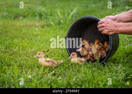 Little ducklings, pets, green grass in the background in the farm yard. Stock Photo