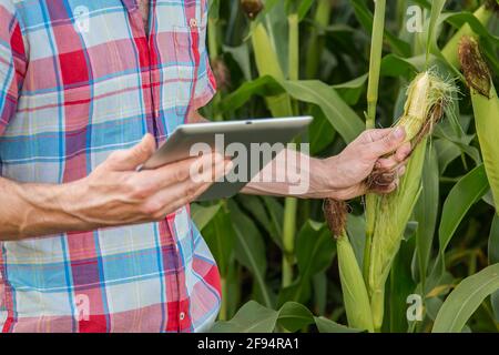 Young attractive man with beard checking corn cobs in field in late summer Stock Photo