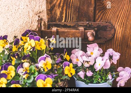 Rusty bolt on the wooden door of a very old shed, with spring flowers in front of it Stock Photo