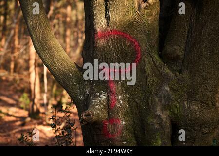A question mark painted in red paint on a tree in a Sussex forest Stock Photo