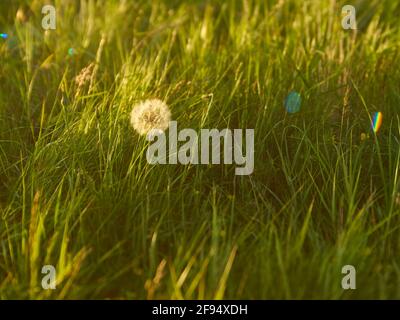 A dream-like, tilt-shift close-up of a dandelion clock in lush grasses, turned golden by the strong, late-evening summer sunshine. Stock Photo