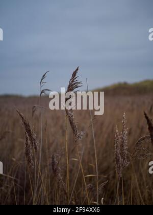 Long golden grasses, seen in shallow focus, blowing in the wind in the midst of Coatham Marsh, under an overcast sky. Stock Photo