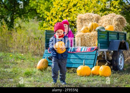 Group of little children enjoying harvest festival celebration at pumpkin patch. Kids picking and carving pumpkins at country farm on warm autumn day. Stock Photo