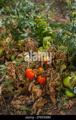 Dried tomatoes. Bad harvest. Unsatisfactory results of growing organic vegetables. Losses of farmers. Stock Photo