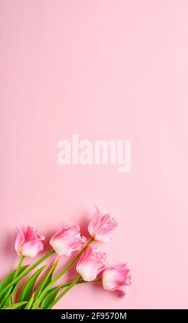Pink tulip flowers bouquet on front of pink background. Easter Greeting card. With copy space. Stock Photo