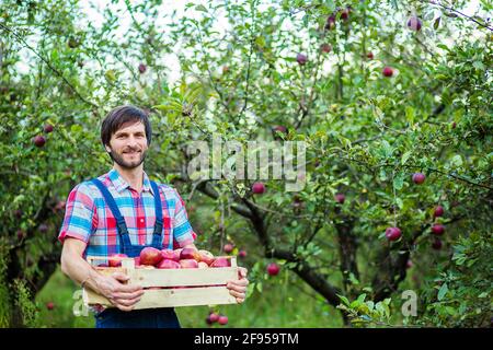 Harvesting of apples. A man working in the garden. Organic apples. Stock Photo