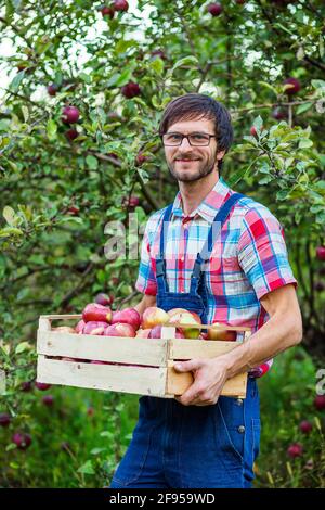 Harvesting of apples. A man working in the garden. Organic apples. Stock Photo